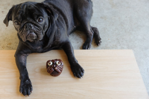 Perigo na Páscoa: chocolate para cães e gatos pode levar à morte