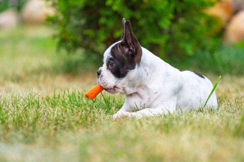 As frutas e verduras que os cachorros podem comer sem risco de intoxicação