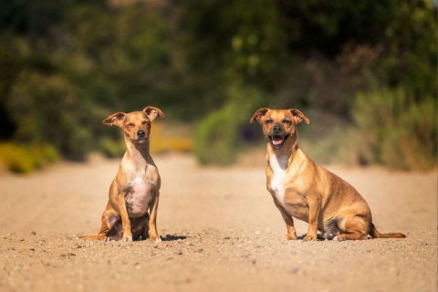 Castração reduz risco de câncer em mais de 90% em cães e gatos