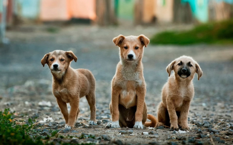 Cidade do Paraná lança ambulância de emergência para animais abandonados