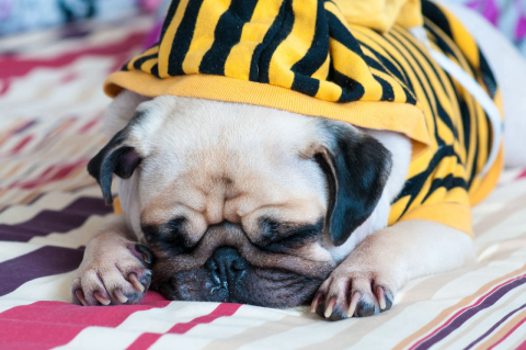 Cachorros e gatos também pegam gripe; saiba como prevenir