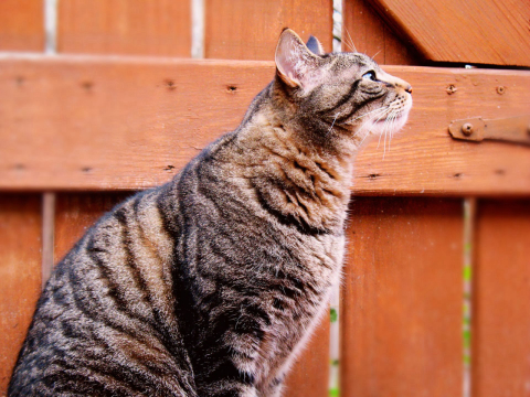 Gato volta para casa depois de três anos desaparecido; e esse não é um fato incomum