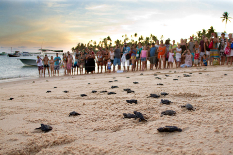Lugares paradisíacos do Brasil para ver de perto as tartarugas marinhas