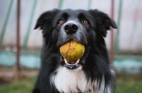 Para estas empresas levar cachorro ao trabalho não só pode como é recomendado