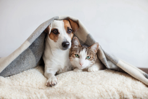 Como proteger os pets antes e durante os jogos da Copa do Mundo