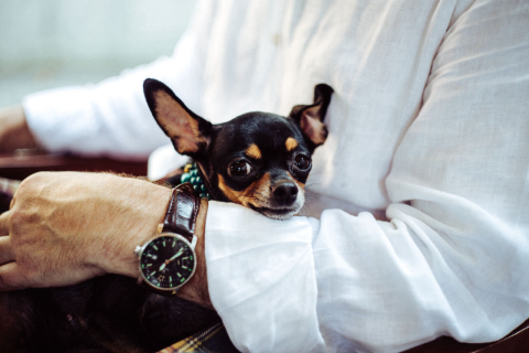 “Meu cachorro tem ciúmes de mim”: o que fazer quando o animal é possessivo