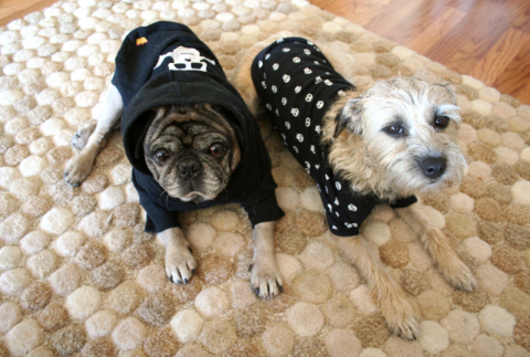 Cachorros e gatos precisam usar roupas no inverno?