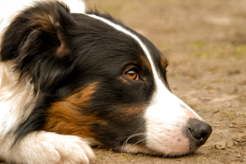 Número de cães border collie abandonados preocupa tutores em Curitiba