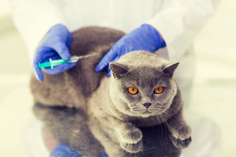 Pets também precisam de check-up; veja quais são os exames e vacinas necessários