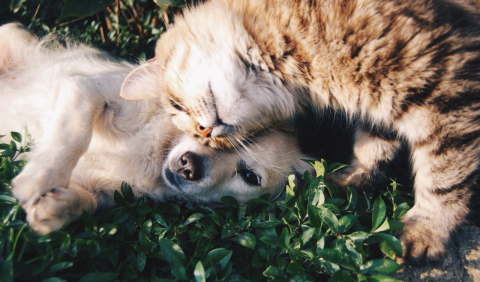 Planos de saúde para animais ajudam a economizar com consultas e cirurgias