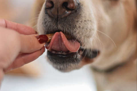 Pinhão também é petisco para cães e gatos; veja os benefícios para os pets