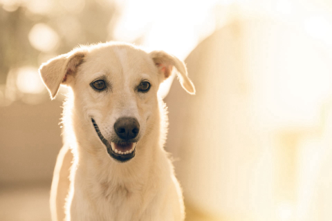 Oito dicas para economizar com os pets sem afetar a saúde deles