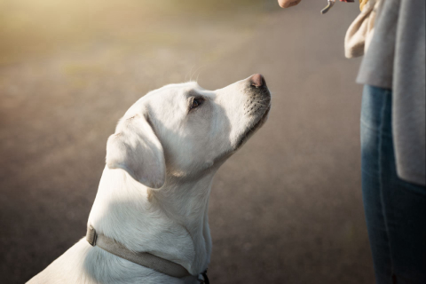 Adestrar o cão pode deixá-lo mais feliz; mas o resultado depende do tutor