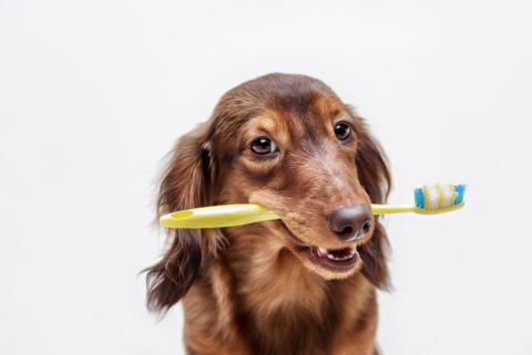 Periodontite atinge 90% dos pets adultos; veja como prevenir a doença