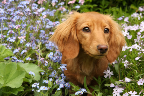 Ataque de abelhas mata 15 cães; saiba o que fazer quando o animal é picado