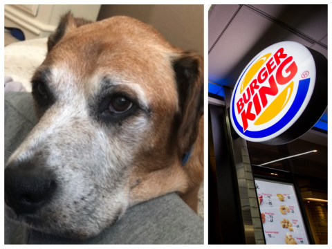 Cachorro com câncer terminal ganha hambúrgueres todos os dias do Burger King