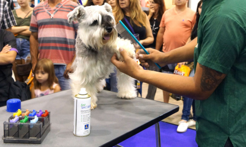 Fim de semana tem desfile de pets e bate-papo sobre comportamento canino