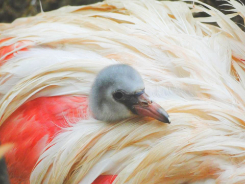 Turistas podem acompanhar o nascimento de flamingos em Foz do Iguaçu; veja o vídeo