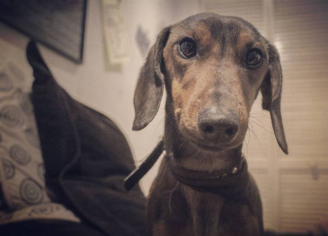 Cachorro foge de avião durante pouso e fica perdido por seis dias no deserto