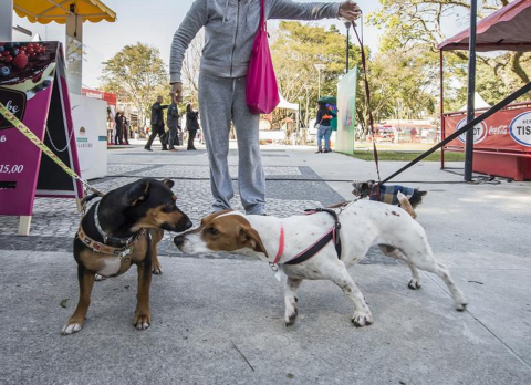 Sem susto para cachorros: Vinada Cultural também é relax e pet friendly