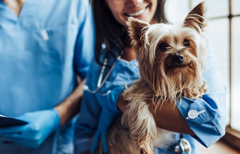 Problema que faz cachorros mancarem é comum em raças de pequeno porte