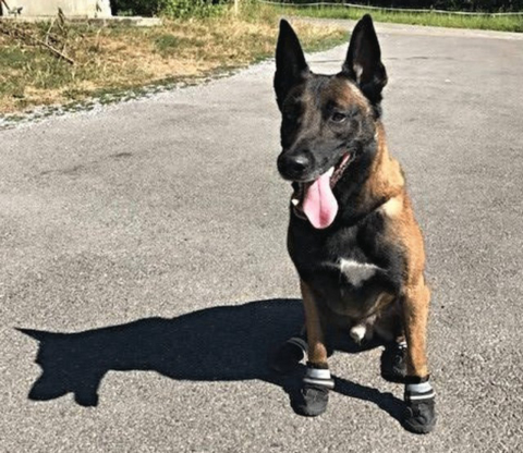 Polícia suíça faz campanha para que cachorros usem sapatos durante onda de calor