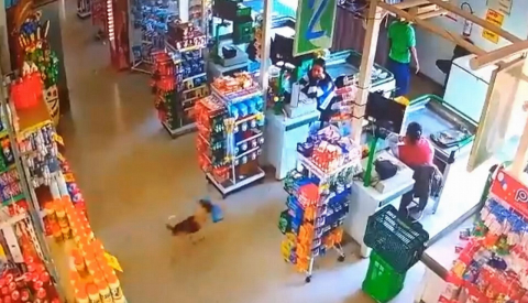 Cachorro entra em mercado, furta saco de pão e foge correndo