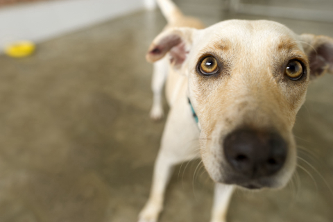 Tutores estão deixando de vacinar seus pets contra a raiva: e isso pode ser mortal