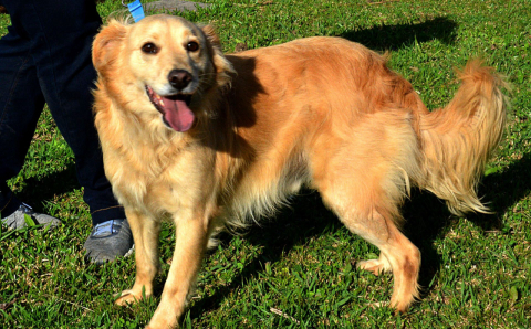 Descubra qual o cachorro que mais combina com você na hora da adoção