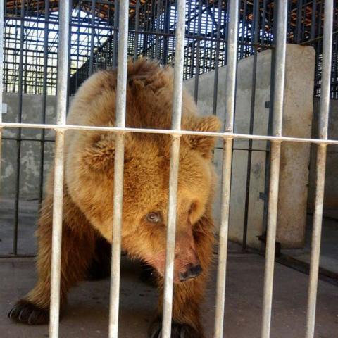 Ursa “mais triste do mundo” sai do Piauí e chega a santuário com novo nome e vida