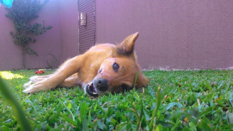 A vira-latas que foi adotada e se transformou em ícone do Concurso Cachorro do Ano