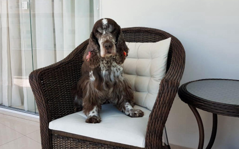 Saiba como está Brenda, vencedora da primeira edição do Concurso Cachorro do Ano