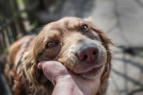 O que é preciso saber antes de adotar um cachorro?