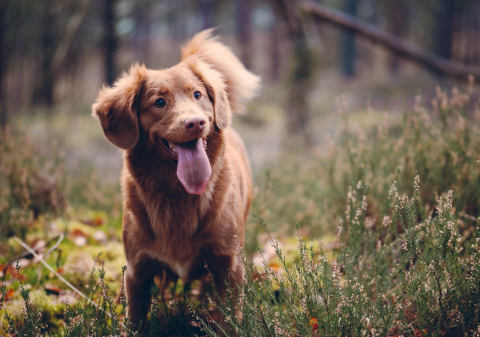 Como fazer a fotografia perfeita para inscrever o pet no Concurso Cachorro do Ano