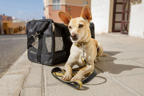 Levar ou não o cachorro na hora de viajar de carro, ônibus ou avião