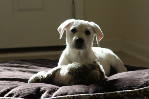 Dicas para tirar a foto perfeita do pet e participar do Concurso Cachorro do Ano