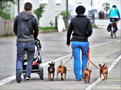 Saiba quantas vezes por dia é realmente necessário passear com os cachorros