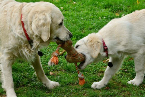 Nem todos os brinquedos são bons para os cachorros; saiba como escolher