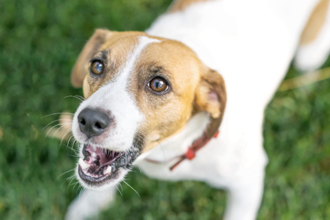 Seu cachorro late demais? Veja cinco dicas para amenizar este comportamento