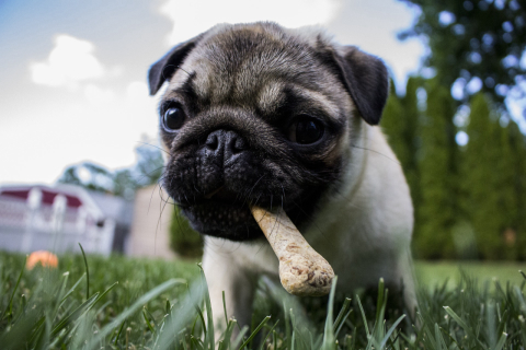 Mais da metade dos cachorros no mundo está acima do peso por um motivo: o petisco