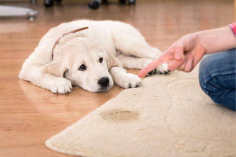 Só castigo não adianta; saiba como ensinar o cachorro a fazer a coisa certa