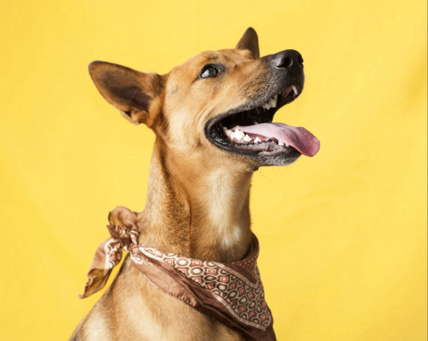 Começa a fase de votação popular do Concurso Cachorro do Ano