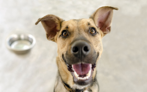 Último fim de semana para inscrever seu pet no Concurso Cachorro do Ano