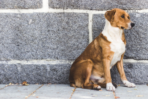 Votos no Cachorro do Ano ajudam animais abandonados; saiba como funciona