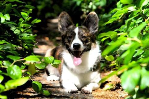 Inscrições do Concurso Cachorro do ano encerram hoje; saiba como será a fase de votação