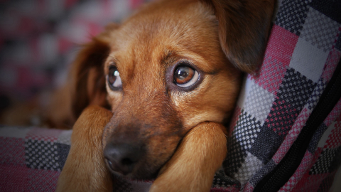 Como lidar com o medo dos cachorros de raios, chuvas e trovoadas