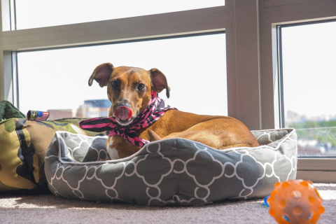 Cachorros criados em apartamentos: os cuidados necessários quando o espaço é menor