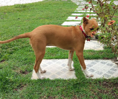 As plantas que devem ser evitadas quando se tem um cão