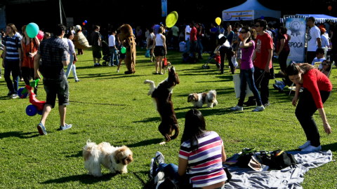 Saiba tudo sobre o evento de premiação do concurso Cachorro do Ano 2018