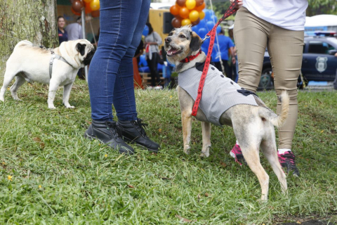 Cachorro do Ano será revelado neste sábado em Curitiba; veja a programação